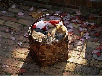 国风沙盒策略新游《吾今有世家》首支预告片公开